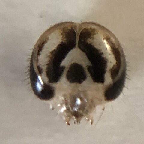 ナミアゲハのお面