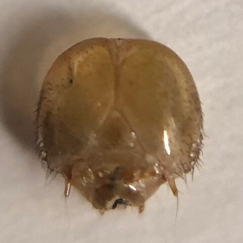 クロアゲハのお面