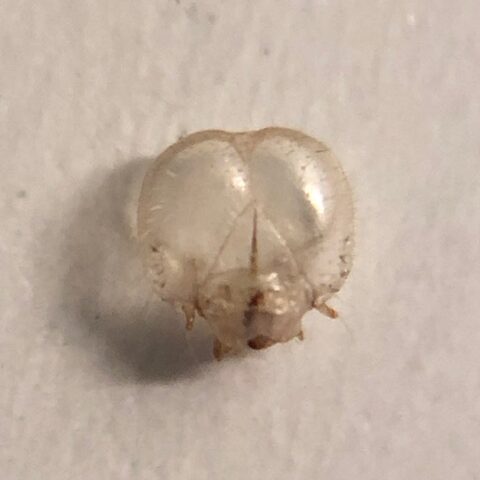 アオスジアゲハのお面