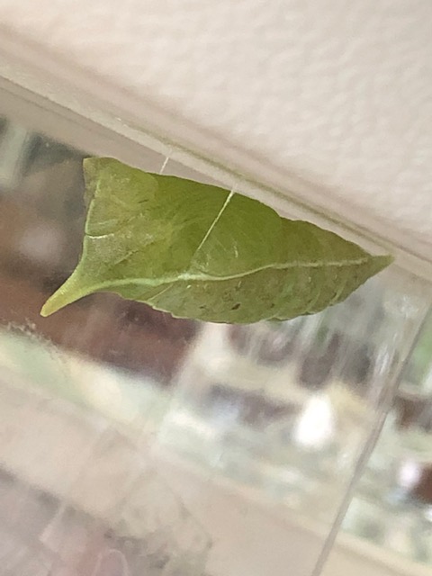 アオスジアゲハ蛹