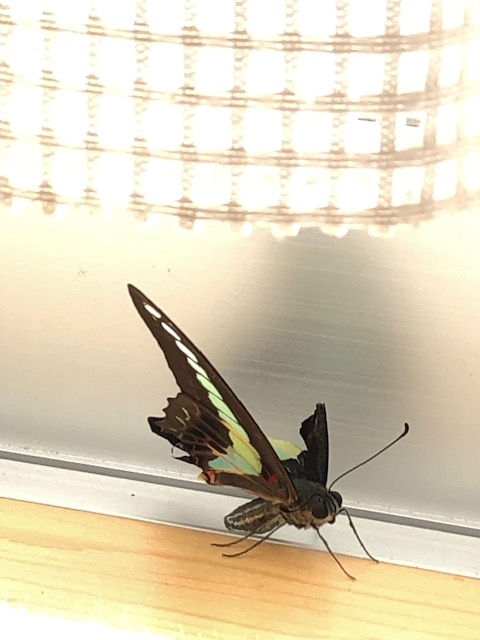 アオスジアゲハ羽化不全体