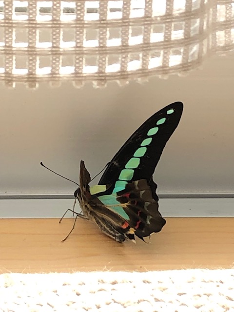 アオスジアゲハ羽化不全体