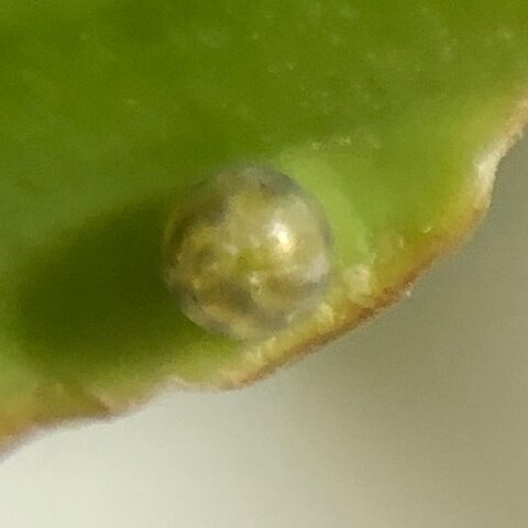 寄生されているアゲハチョウの卵