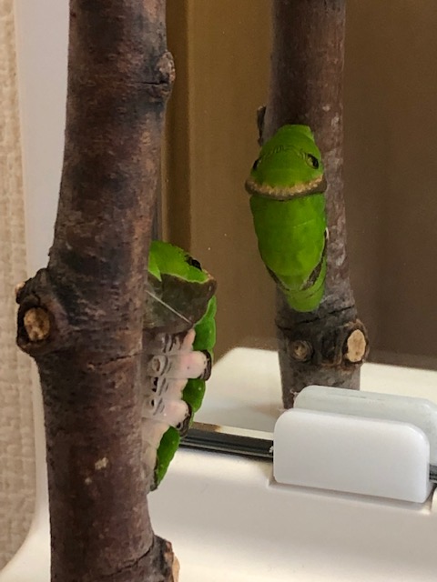 鑑に映ったクロアゲハ幼虫