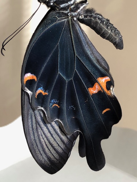 クロアゲハの翅