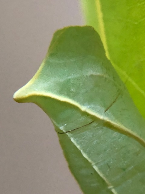 アオスジアゲハ蛹