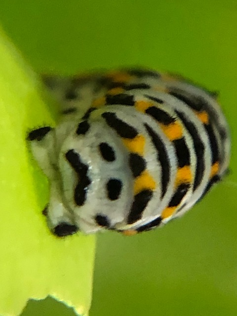 キアゲハ4齢幼虫のおしり