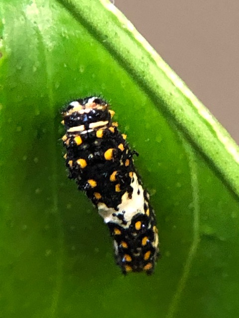 キアゲハ3齢幼虫