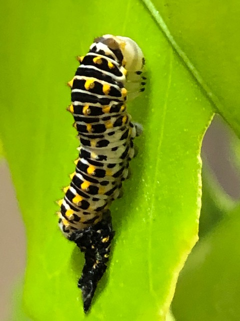 脱皮したキアゲハ4齢幼虫