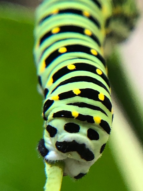 キアゲハ幼虫のおしり