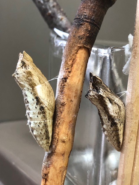 キアゲハの蛹2つ