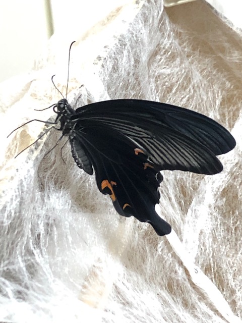 クロアゲハ成虫