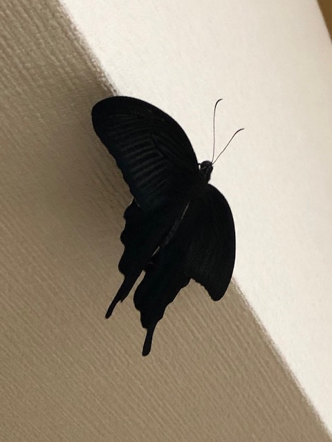 梁にとまったクロアゲハ