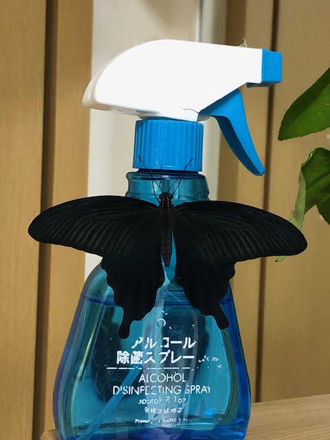 スプレーボトルにとまったクロアゲハ