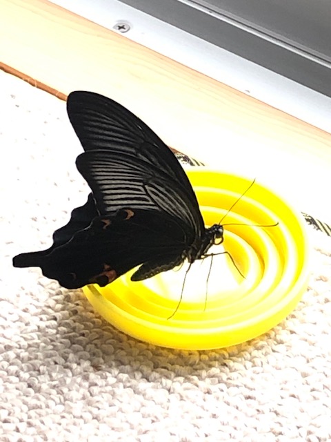 クロアゲハ吸蜜