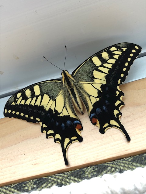 キアゲハ蝶オス