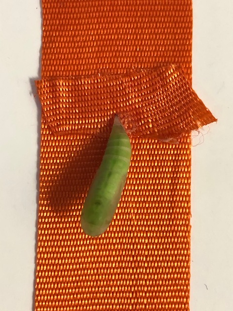 リボンにくっつけたクスアオシャクの蛹