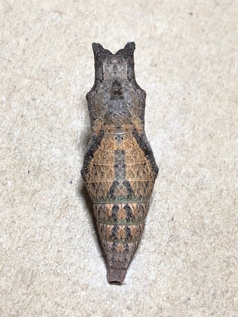 ナミアゲハの越冬蛹