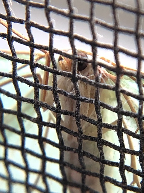 クスアオシャク成虫