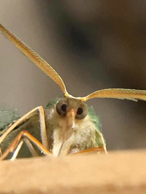 クスアオシャク成虫の顔