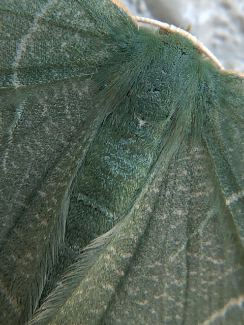 クスアオシャクの翅拡大写真