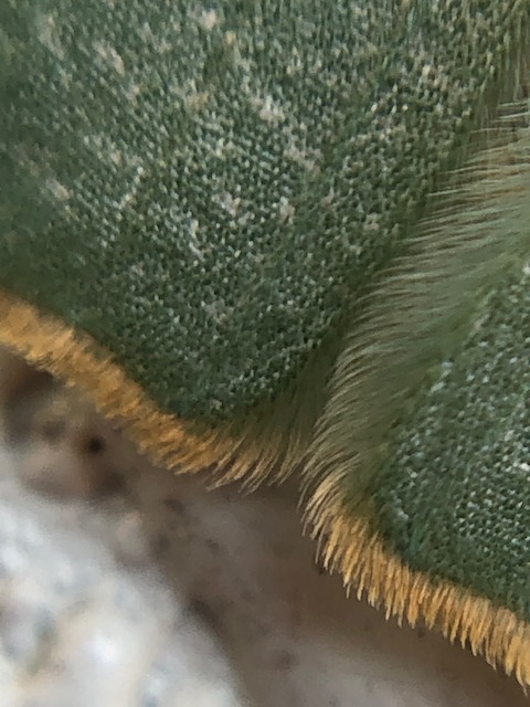 クスアオシャクの翅拡大写真