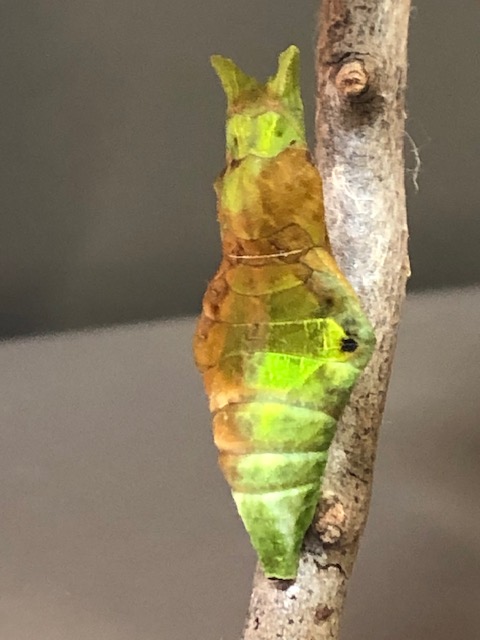 寄生されて死んだクロアゲハの蛹