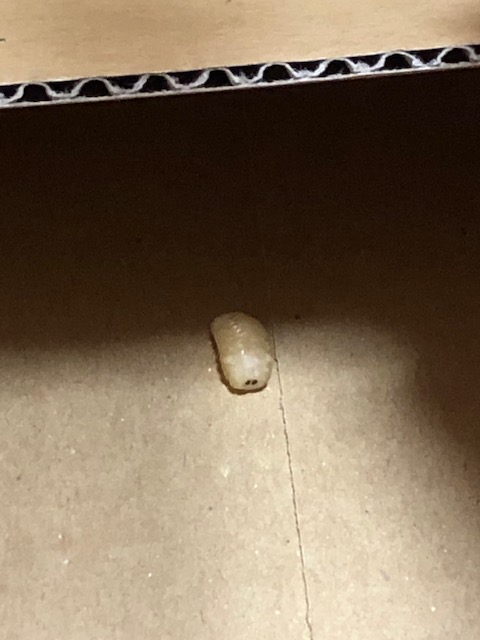 ヤドリバエの幼虫