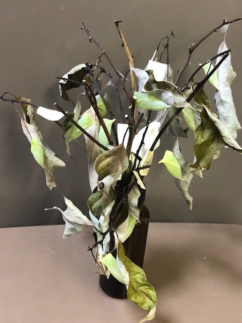 枯れ葉に付いているアオスジアゲハの蛹