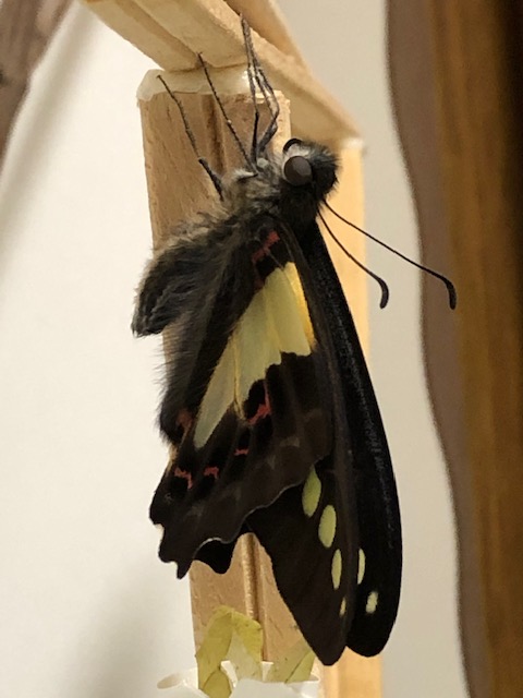 羽化したアオスジアゲハ