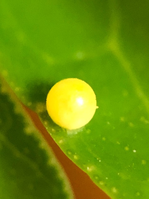 アゲハチョウの卵