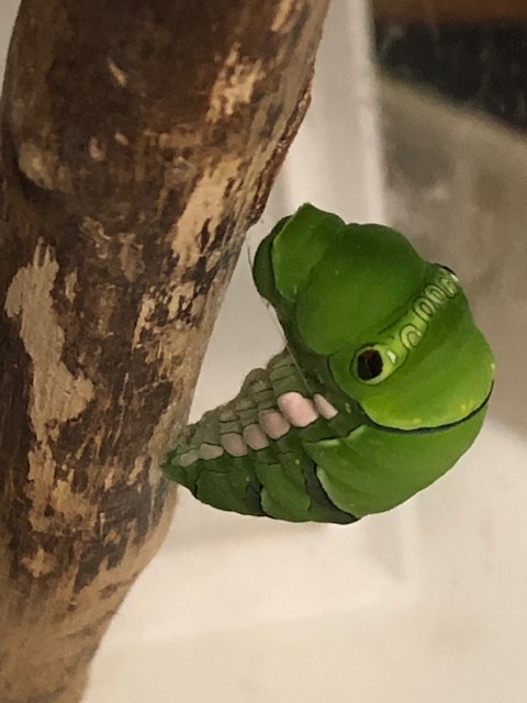 アゲハチョウの前蛹