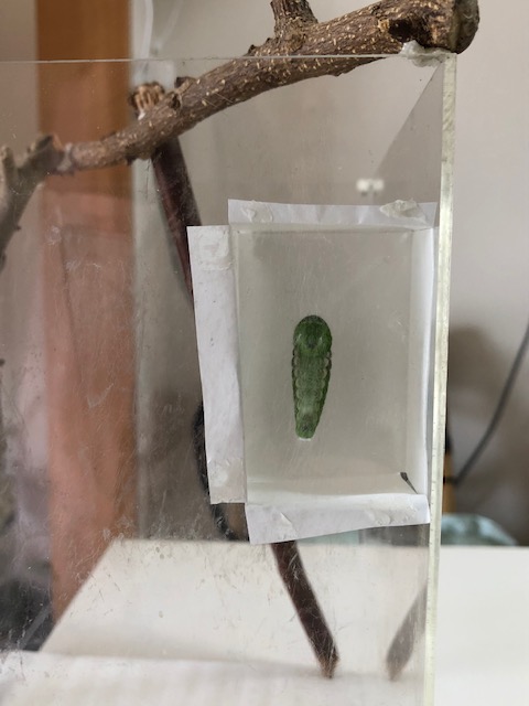 隔離したアゲハチョウの前蛹