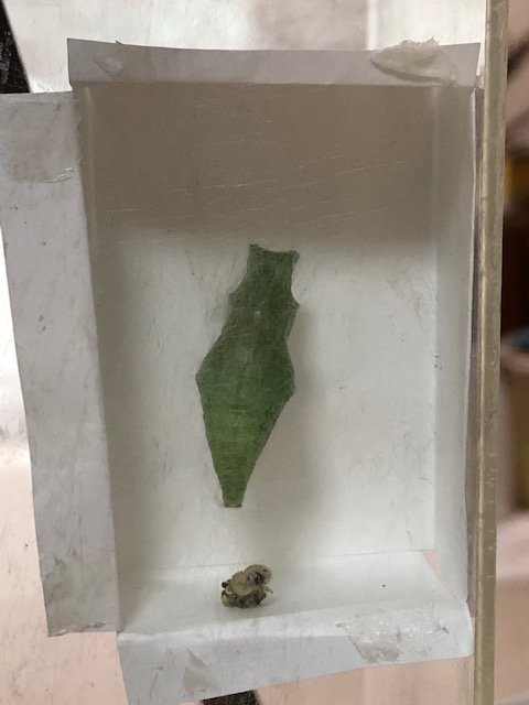 アゲハチョウの蛹