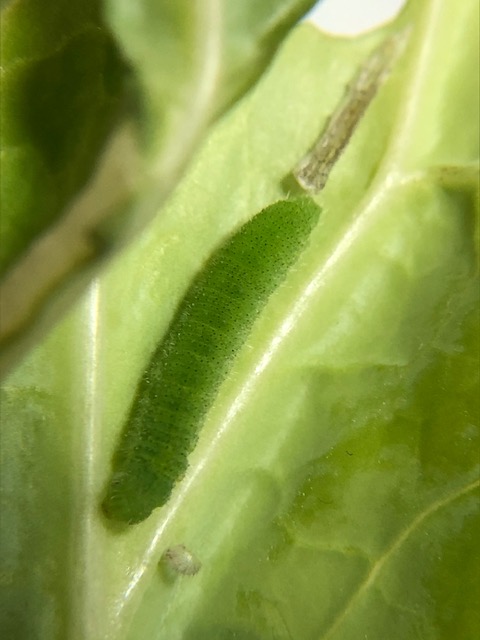 脱皮直後のモンシロチョウ幼虫