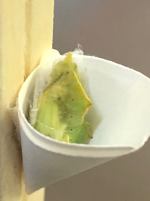 羽化目前のモンシロチョウ蛹