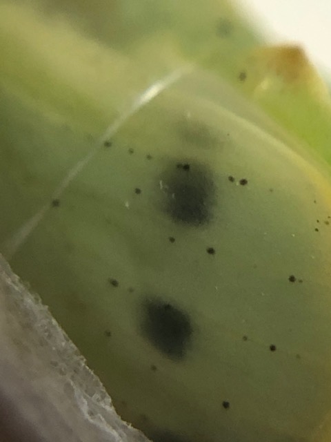 羽化目前のモンシロチョウ蛹拡大写真