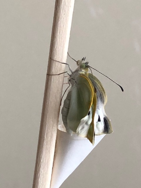 モンシロチョウ成虫