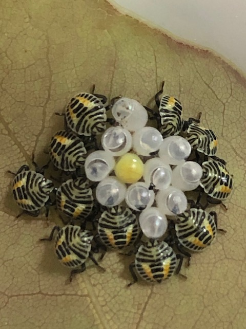 共生細菌を吸い終わったキマダラカメムシ1齢幼虫