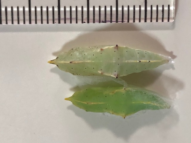 モンシロチョウの蛹2つ