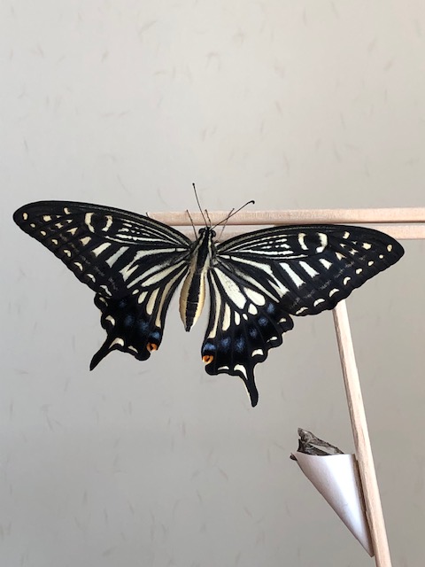 羽化したナミアゲハ