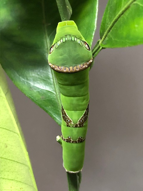 クロアゲハの終齢幼虫