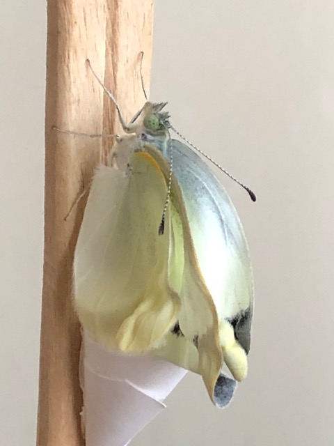 羽化したモンシロチョウ