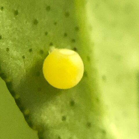 ナミアゲハの卵