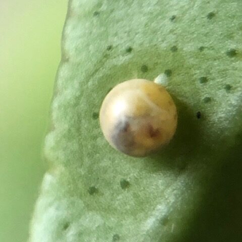 孵化間近のナミアゲハの卵