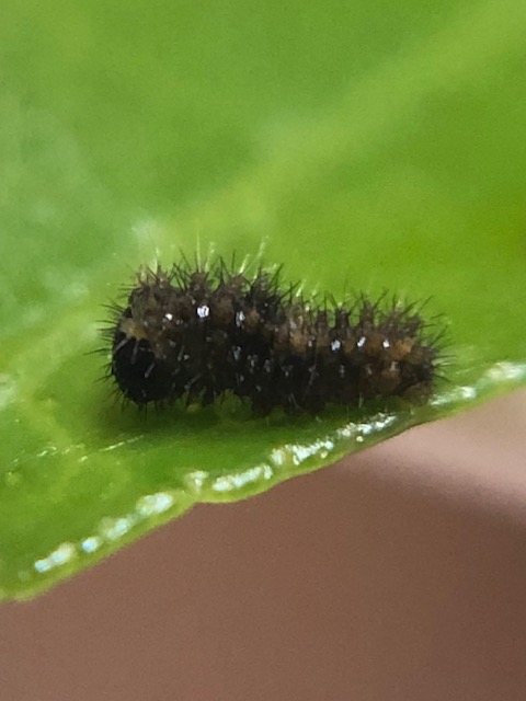 ナミアゲハ1齢幼虫