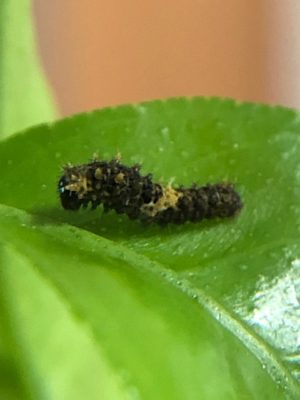 ナミアゲハ2齢幼虫