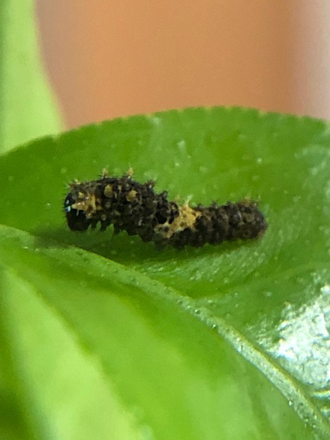 ナミアゲハ2齢幼虫