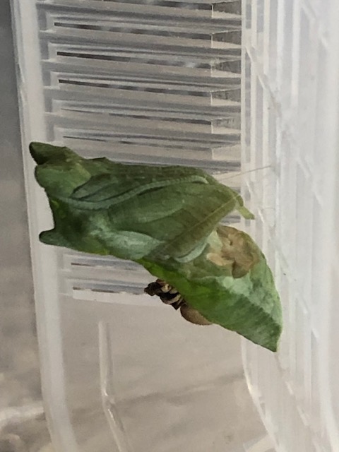 腹部がえぐれたアゲハチョウの蛹