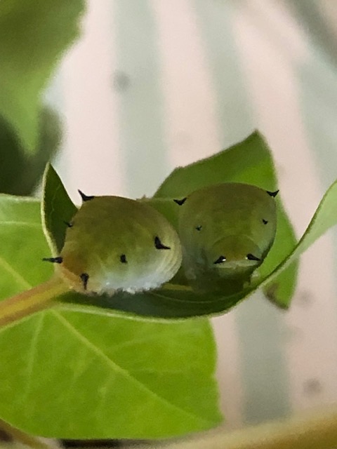 寄り添うアオスジアゲハ4齢幼虫